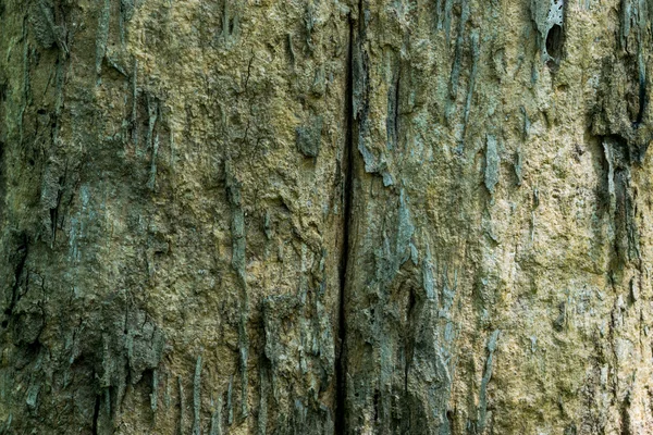 Textura de madeira — Fotografia de Stock