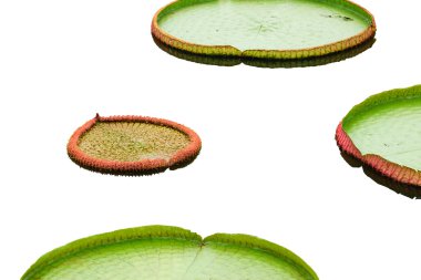 Büyük lotus yapraklar.