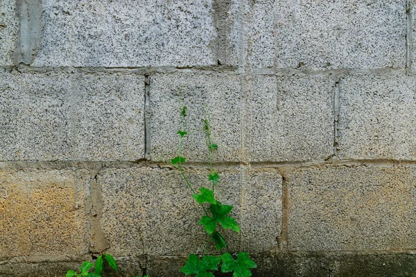 カラフルなヴィンテージの石壁. — ストック写真