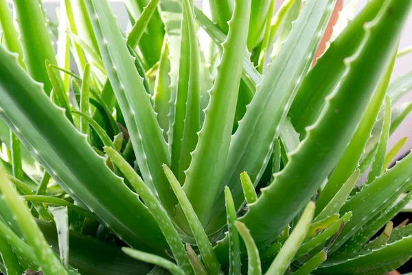 Aloes zwyczajny — Zdjęcie stockowe