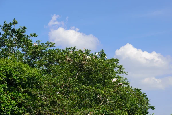 Garça ou garça — Fotografia de Stock