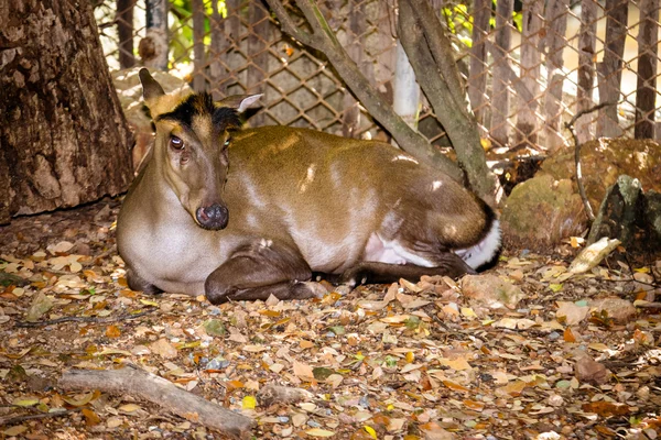 Vanliga Barking Deer — Stockfoto