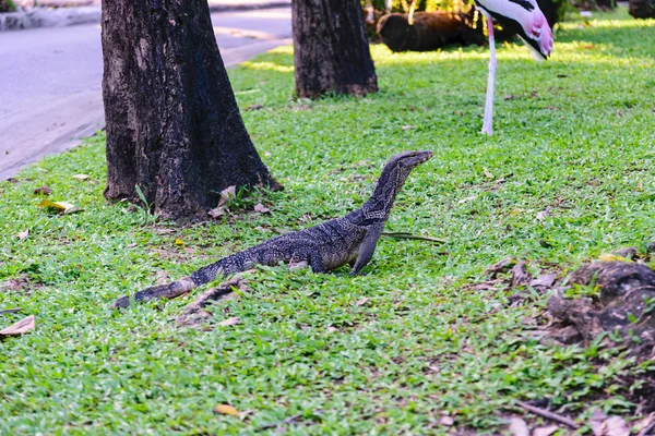 Eidechse, eine Art Reptil. — Stockfoto