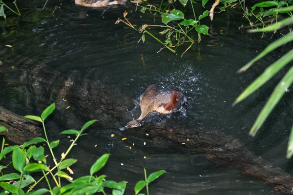 Krickente schwimmt im Teich. — Stockfoto