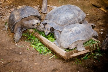 Turtle in een dierentuin