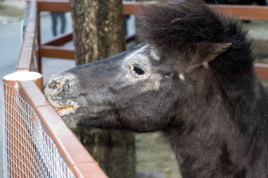 Hayvanat bahçesi içinde closeup atın.
