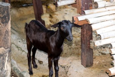 İnsanlar hayvanları beslemek için bekleyen keçi