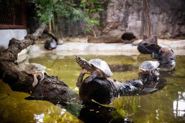 Benekli gölet kaplumbağa