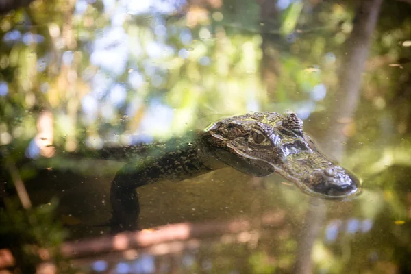 Alligator schwimmt in einem Teich. — Stockfoto