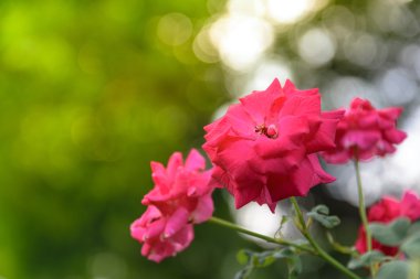 Bahçedeki kırmızı güller.