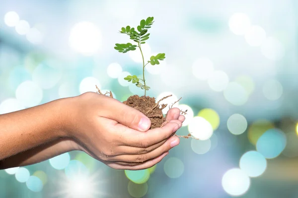 Jungpflanze in den Händen. — Stockfoto