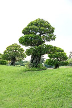 bahçede bonsai.