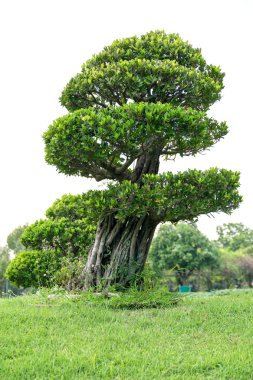 bahçede bonsai.