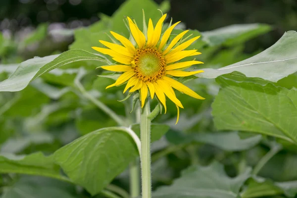 Schöne Sonnenblume im Garten. — Stockfoto