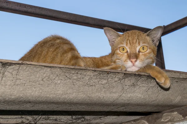 Thailand kucing coklat yang indah — Stok Foto