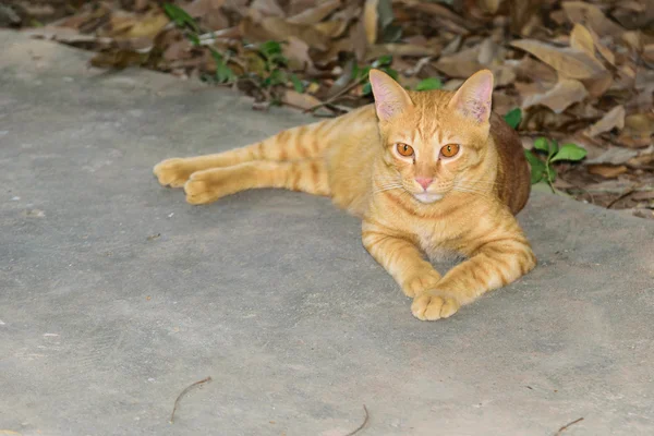 Thailand kucing coklat yang indah — Stok Foto