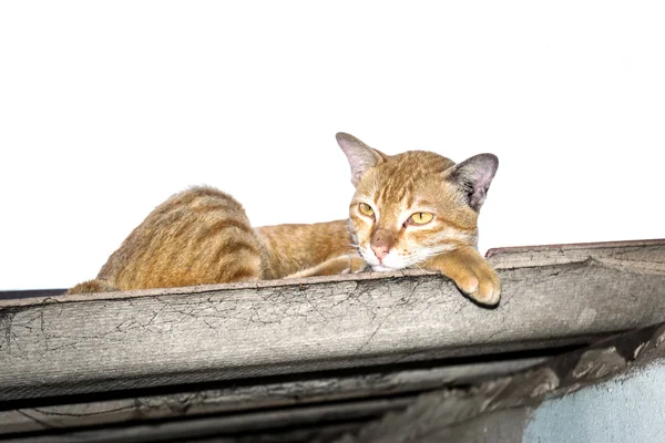 Thailand kucing coklat yang indah — Stok Foto