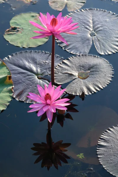 Lotus rose dans la rivière . — Photo