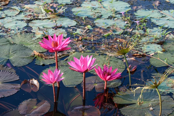 川でピンク ロータス. — ストック写真