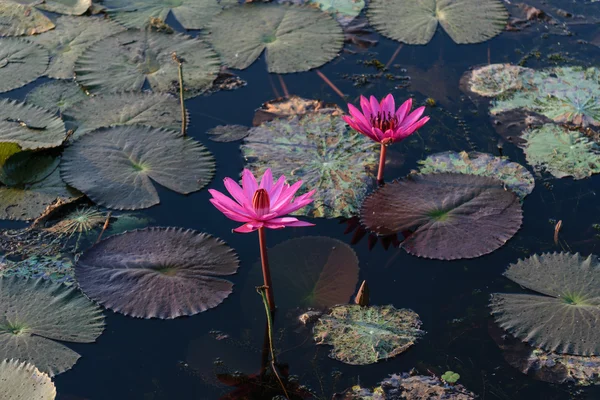 Pink lotus in the river. — Stock Photo, Image