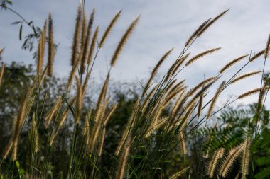 Renkli bahar çayır çiçek.