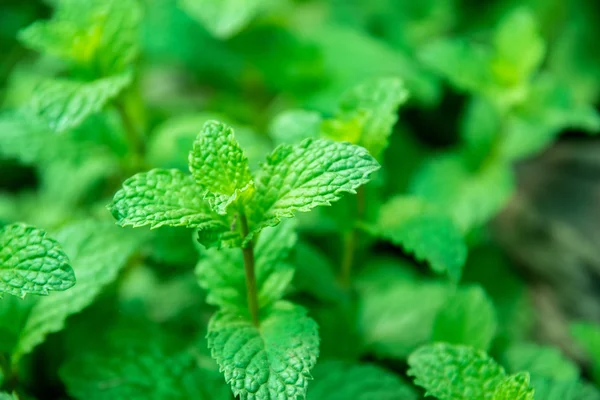 Taze nane yaprağı.