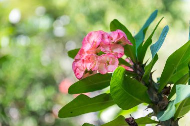 Güzel Atatürk milii.