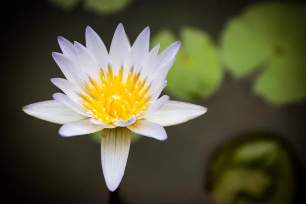 Beau lotus blanc — Photo