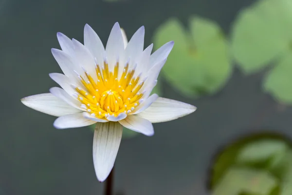 Beautiful white lotus — Stock Photo, Image