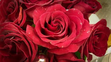 güzel kırmızı gül