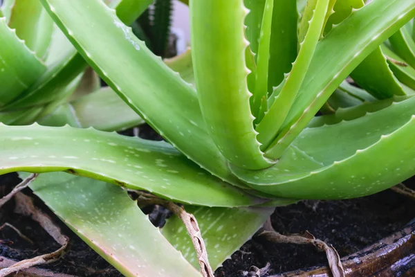 Aloe vera verde . — Fotografia de Stock