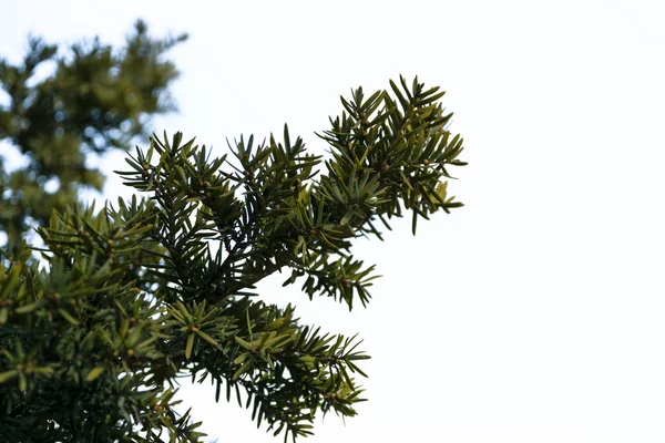 Green leaves of a pine tree. — Stock Photo, Image