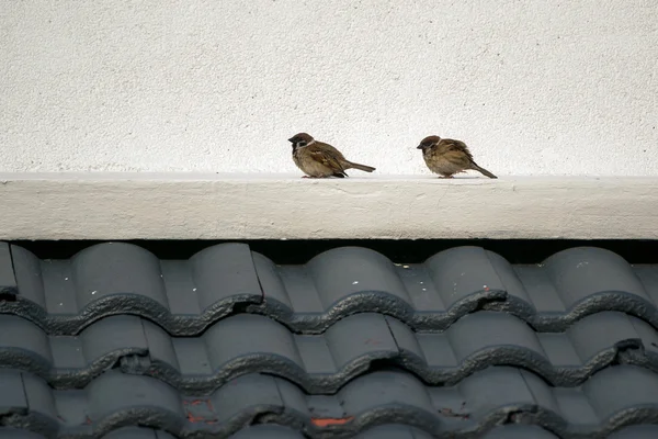 Zaunkönige auf dem Dach. — Stockfoto