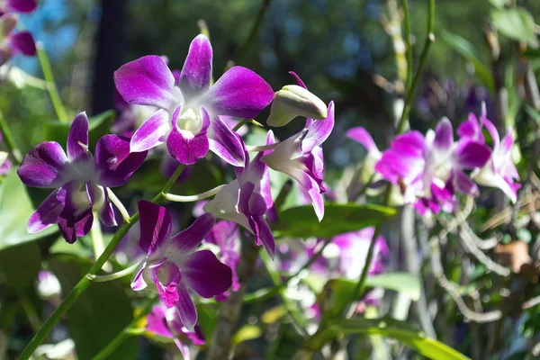 Krásná růžová a fialová orchidej. — Stock fotografie