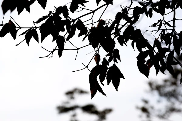 Belle foglie rosse . — Foto Stock