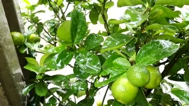 Gotas de lluvia sobre las hojas de las plantas . — Vídeo de stock