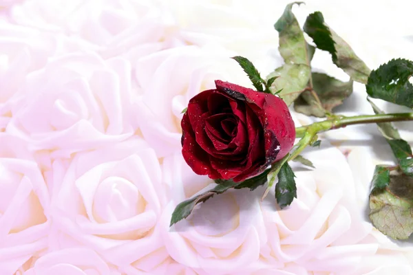 Red roses background valentines day — Stock Photo, Image