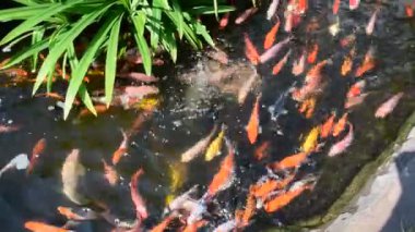 Süslü sazan balık gölet.