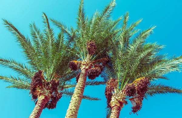 Date palms, exotic trees — Stock Photo, Image