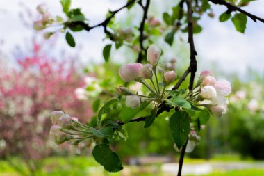 Elma ağacı çiçekleri.