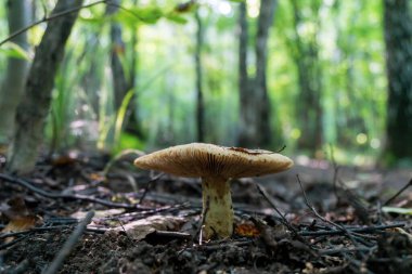 Rusya 'da bir ormanda mantar..