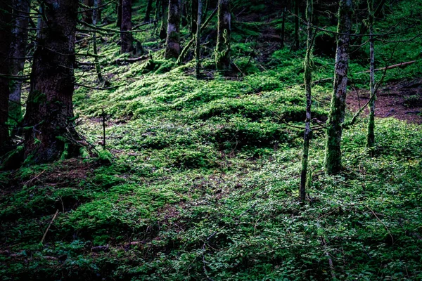 Moss Forest Austria — Stock Photo, Image