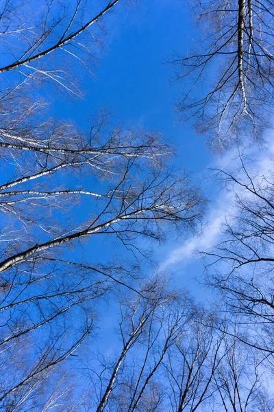 Trees Dark Blue Sky — Stock Photo, Image