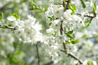 İlkbaharda yeşil yapraklarla açan elma ağacı