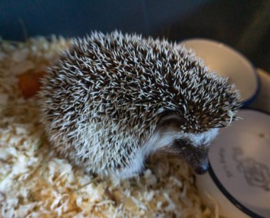 Small pet hedgehog turning