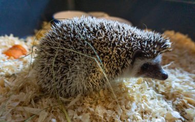 Small pet hedgehog walking