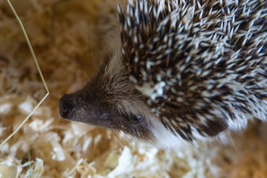 Pet hedgehog muzzle close-up