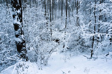 A snowy Russian forest in Winter