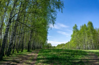 Bir huş ağacının yanında bir yol