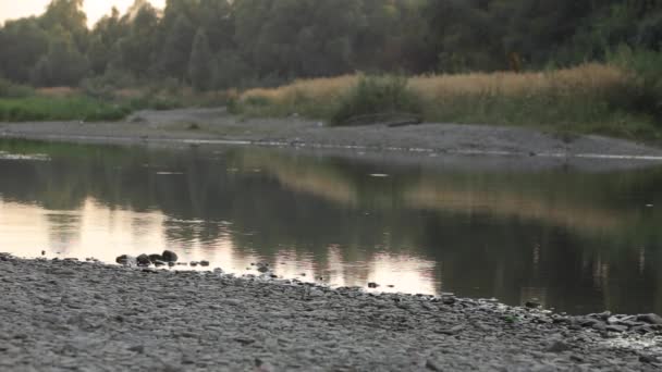 Tepi sungai dengan refleksi matahari. Musim panas, cuaca cerah saat matahari terbenam — Stok Video